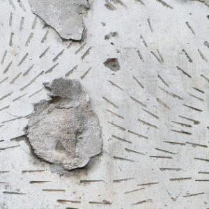 Wall